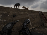 Two dogs on the wall that block sea entring the ground in norht Jakarta.  Besides floods that always hit the capital city of Indonesia, Jaka...