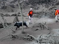 Rescuers search for surviving animals left behind by residents of the Taal Volcano Island in Batangas province, south of Manila on January 1...