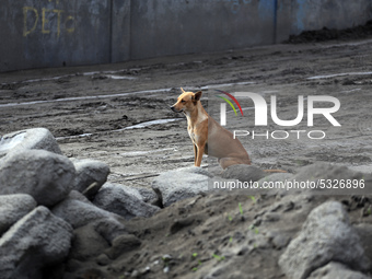 A dog left behind by residents of the Taal Volcano Island in Batangas province, south of Manila on January 15, 2020. Some people refuse to b...