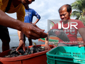 Local fishermen take advantage of the massive influx of fish in Taal Lake in Batangas province, south of Manila on January 15, 2020. For day...