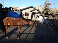 A horse with volcanic ash in its coat is seen In the yard of a house in Talisay, in the province of Batangas, Philippines, on 16 January 202...