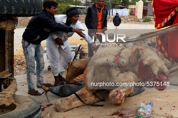 A Tractor crashed into a camel cart causing serious injuries to the camel. Due to the severe blow the cart also turned upside down in Pushka...