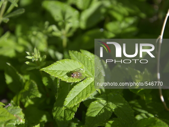 A hoverfly resting itslef on a leaf in the Heaton Mersey Common, on Sunday 26th April 2015. -- The early morning light of Sunday 26th April...