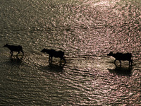 buffalos cross the River Ganges during a hot day in Allahabad on April 30,2015. 
India's 235 million farmers still rely on rains.
(