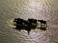 An indian buffalo herder returns with water buffaloes on dry river bed of River Ganges in Allahabad on April 30,2015. 
India's 235 million...