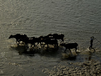 An indian buffalo herder returns with water buffaloes on dry river bed of River Ganges in Allahabad on April 30,2015.
India's 235 million f...