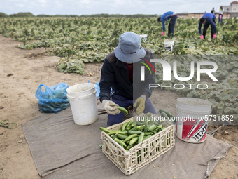 Wearing gloves to protect against the coronavirus, palestinian farmers collect Cucumber from their field located at a farm, near the beach i...