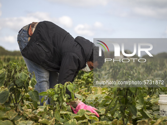 Wearing gloves and mask to protect against the coronavirus, A palestinian farmer collect Cucumber from their field located at a farm, near t...