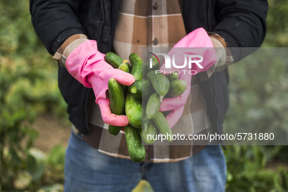 Wearing gloves to protect against the coronavirus, A palestinian farmer collect Cucumber from their field located at a farm, near the beach...