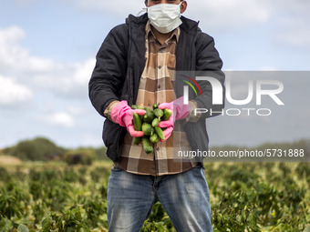 Wearing gloves and mask to protect against the coronavirus, A palestinian farmer collect Cucumber from their field located at a farm, near t...