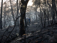The fire that broke out at two different points in the forest area in Heybeliada, was taken under control. The fire was intervened by the Fo...