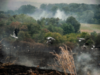 Storks are seen flying near the area of the huge fires. Significant damage was inflicted by the fires in Bulgaria in the Haskovo region, whi...
