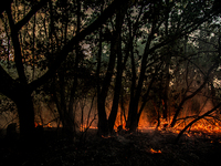 Burned forest. Significant damage was inflicted by the fires in Bulgaria in the Haskovo region, which destroyed more than 100,000 acres of f...