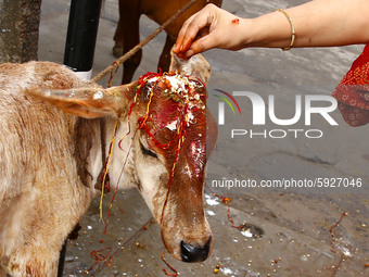 Indian Women worship a cow, an animal held sacred by Hindu beliefs, to seek blessing for their child and family during ''Bach Baras'' festiv...
