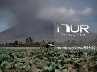 Saiful (50 years) A cabbage farmer spraying pesticides after his plantation was covered in volcanic ash on August 17, 2020, in Karo Regency,...