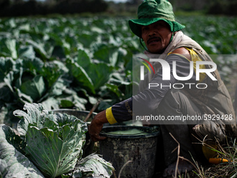 Saiful (50 years) A cabbage farmer spraying pesticides after his plantation was covered in volcanic ash on August 17, 2020, in Karo Regency,...