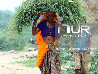 A farmer woman carries fodder on her head on the Outskirts Village of Sambhar, in The Indian State of Rajasthan, on 31 August 2020. (