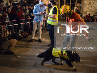 Flash, the special trained rescue dog of the Chilenian rescue team, on September 3, 2020 in Beirut, Lebanon. (