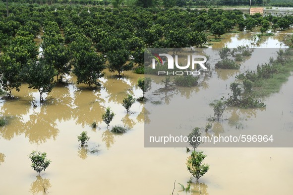 (150520) -- GUILIN, May 20, 2015 () -- An orchard is flooded in Wutong Town of Guilin, south China's Guangxi Zhuang Autonomous Region, May 2...