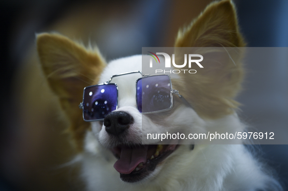 A dog wering glasses during at the Pet Expo Thailand 2020 in Bangkok, Thailand, on September 06, 2020. 