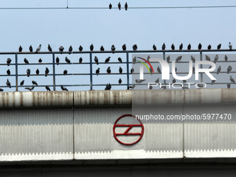 Pigeons are seen sitting over Delhi Metro's overhead electric cables near Mayur Vihar Station in New Delhi on September 6, 2020. With the ne...
