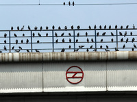 Pigeons are seen sitting over Delhi Metro's overhead electric cables near Mayur Vihar Station in New Delhi on September 6, 2020. With the ne...