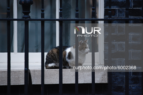 Resident cat Larry rests on a window ledge outside 10 Downing Street in London, England, on September 14, 2020. 