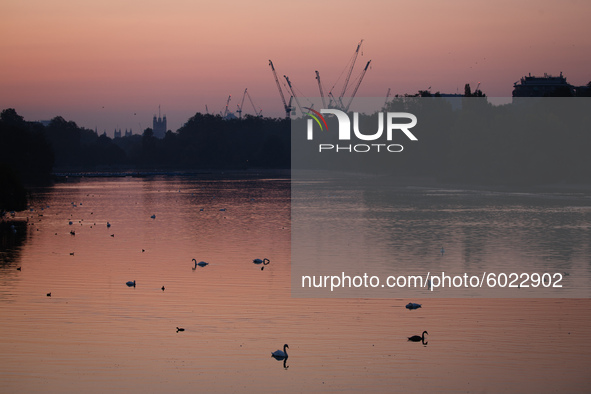 Swans glide across the surface of the Serpentine lake in Hyde Park at dawn in London, England, on September 22, 2020. 