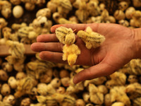Quail chicks in man's hands at the farm in the southern Gaza Strip, on September 24, 2020. (