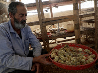 Quail chicks in man's hands at the farm in the southern Gaza Strip, on September 24, 2020. (