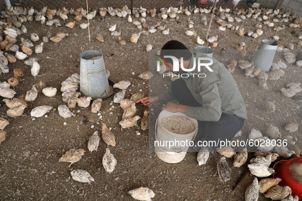 Quail chicks in man's hands at the farm in the southern Gaza Strip, on September 24, 2020. 