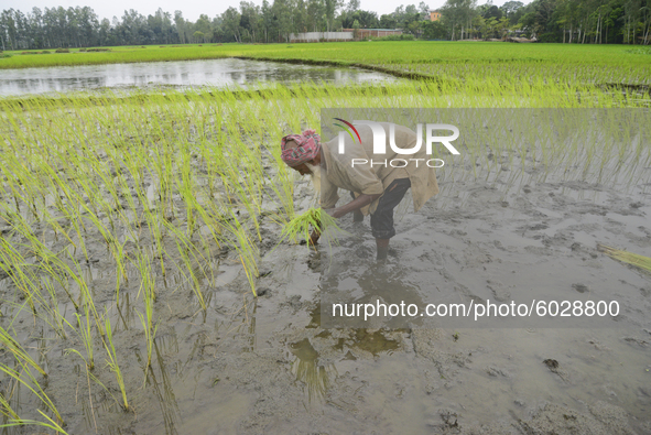 A farmer plants paddy sapling at a field after flood water decreased in Jamalpur District, Bangladesh, on September 24, 2020.  