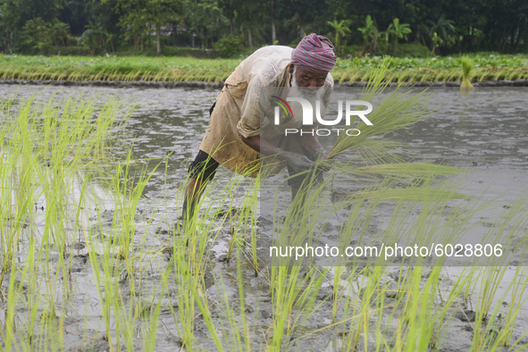 A farmer plants paddy sapling at a field after flood water decreased in Jamalpur District, Bangladesh, on September 24, 2020.  
