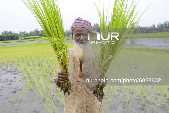 A farmer with paddy sapling poses for a picture at a pabby field in Jamalpur District, Bangladesh, on September 24, 2020.  