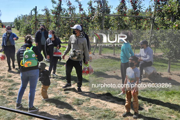 People wearing face masks to protect them from the novel coronavirus (COVID-19) while picking apples at an apple orchard in Milton, Ontario,...