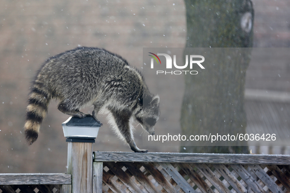 Raccoon (Procyon lotor) climbs along a fence in Toronto, Ontario, Canada.  