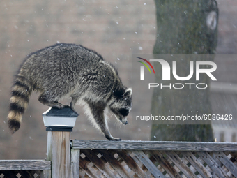 Raccoon (Procyon lotor) climbs along a fence in Toronto, Ontario, Canada.  (