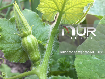 A small butternut squash growing at a farm in Toronto, Ontario, Canada, on September 06, 2020. (