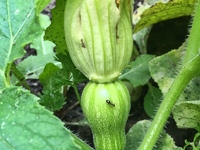 A small butternut squash growing at a farm in Toronto, Ontario, Canada, on September 13, 2020. (