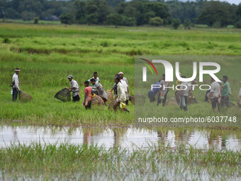 Villagers catch fish as they take part in a community fishing at a paddy field at Kampur in Nagaon District of Assam , india  on September...