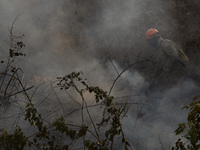 Firefighters fight underground fire on September 26, 2020, on the banks of the Transpantaneira highway, in Pocone, state of Mato Grosso, Bra...