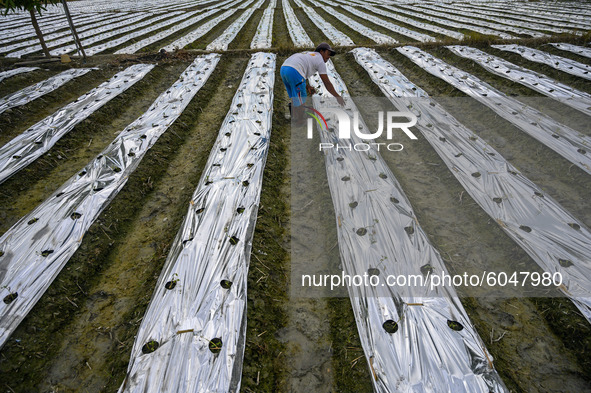 A farmer replaces a dead plant with a new one in Sunju Village, Sigi Regency, Central Sulawesi Province, Indonesia on October 1, 2020. In li...
