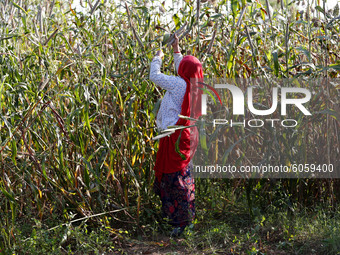 Indian Farmer Harvest millet in a field on the outskirts village of Ajmer, Rajasthan, India on October 03, 2020. The millet farmers have ver...