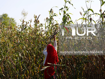 Indian Farmer Harvest millet in a field on the outskirts village of Ajmer, Rajasthan, India on October 03, 2020. The millet farmers have ver...