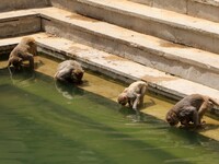Macaques monkey quenches its thirst  to beat the scorching heat at Galta ji Temple in Jaipur of Rajasthan State , India on 26,May 2015. Galt...