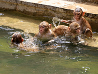 Macaques monkey cool off themselves    to beat the scorching heat at Galta ji Temple in Jaipur of Rajasthan State , India on 26,May 2015. Ga...