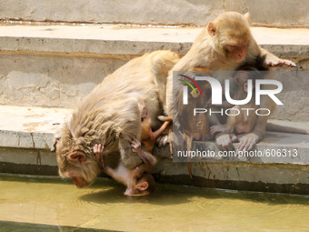 Macaques monkey cool off themselves    to beat the scorching heat at Galta ji Temple in Jaipur of Rajasthan State , India on 26,May 2015. Ga...