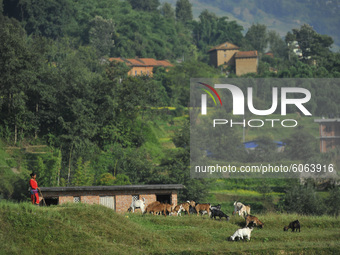A woman grazing goats in the greenery field at Bhaktapur, Nepal on Tuesday, October 06 2020. (