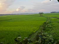 A view of paddy field at Doulatpur Village in Jamalpur District, Bangladesh, on October 8, 2020 (