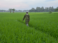 A farmer walks in a paddy field at Doulatpur Village in Jamalpur District, Bangladesh, on October 8, 2020 (